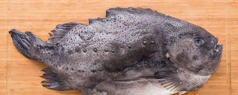  海参斑鱼啥部位有毒