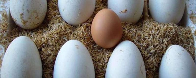  鹅蛋和鸡蛋隔多久吃