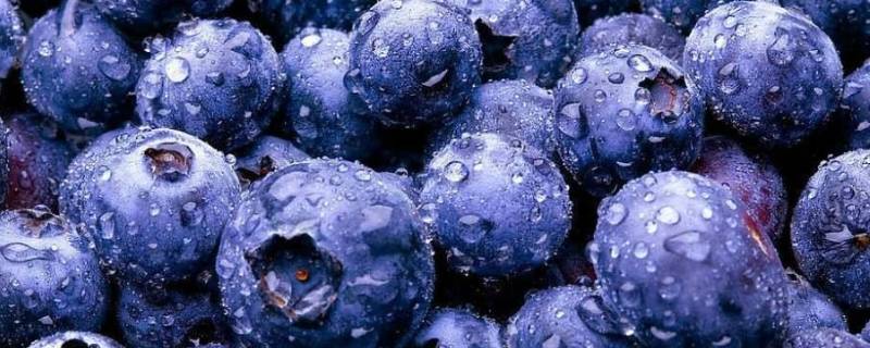  蓝莓如何吃