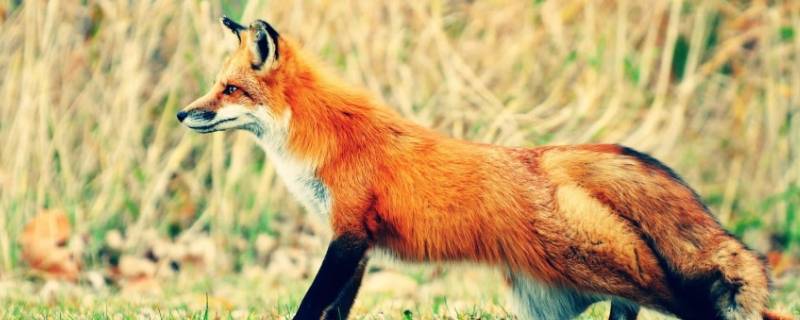  狐狸的特点和性格是啥
