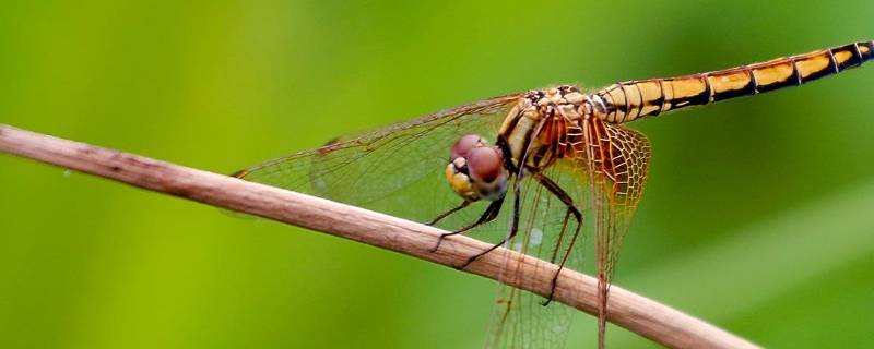  蜻蜓的天敌是啥动物