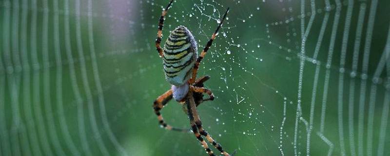  蜘蛛怎么判断结网的地方能捕获食物