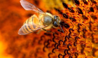  养蜂怎样防蚂蚁 要求具体做法
