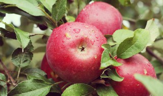 孕妇秋季吃苹果的建议和注意事项 关于孕妇秋季吃苹果的注意事项