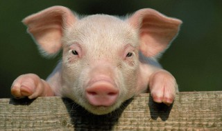 猪的特点是哪些 关于猪的特点介绍