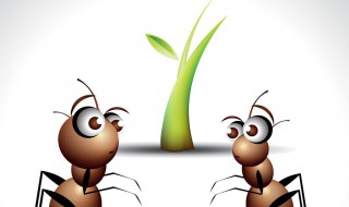 养蚂蚁的十大技巧 养殖蚂蚁10大窍门