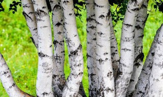种白桦树的方法 如何种植树