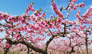 桃树能嫁接到啥树上 桃树可以嫁接到啥树上
