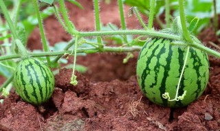 正确的养殖西瓜方法 怎么种植西瓜比较好