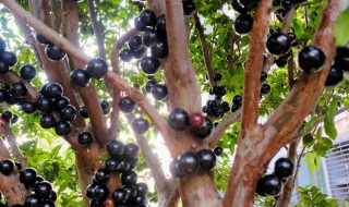 树葡萄养殖的正确方法 树葡萄的种植方法和技术