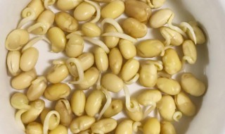 如何让黄豆快速发芽 有啥方法能让黄豆快速发芽呢
