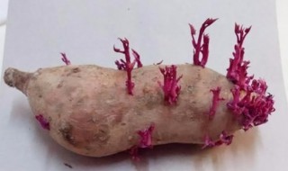 如何让红薯快速发芽 红薯怎样快速发芽呢