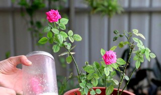 月季花啥时候施肥 月季花哪时候施肥比较好