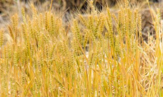 小麦啥时候施肥好 种植小麦哪时候施肥合适