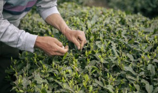 茶树啥时候施肥 茶树在啥时间施肥比较好?