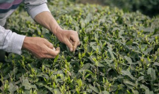 小茶苗啥时候施肥 小茶苗啥时间适合施肥