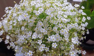 满天星一年开几次花 满天星的花期介绍