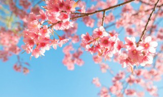 樱花一年开几次花 樱花一年有几次开花时间呢