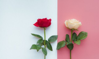 红玫瑰一年开几次花 红玫瑰每年哪时候开花呢