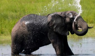 为啥大象用鼻子喝水不会被呛到 大象用鼻子喝水不会被呛到的原因介绍