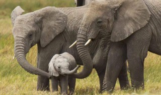 大象为啥没有天敌 大象没有天敌的原因是啥呢