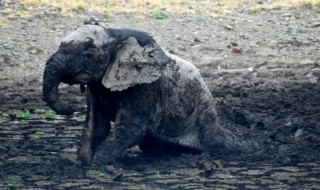大象为啥用泥巴洗澡 大象喜欢用泥巴洗澡的原因是啥呢