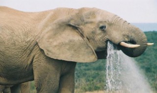 大象长鼻子的作用 大象长鼻子有啥作用