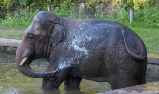 大象为啥爱洗澡 大象喜欢洗澡是因为啥呢