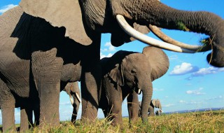 大象可以活多久 大象的寿命大概多少呢