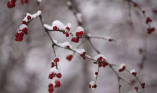  大雪无雪有啥说法 大雪时节不下雪可咋行