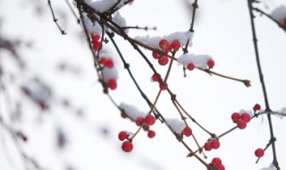  下雪后的山景句子 描写下雪的雪景示例