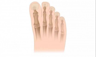  趾骨是哪个位置 趾骨的简介