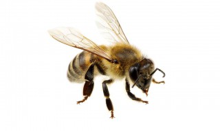  被蜂子蛰了如何办 蜜蜂有哪些种类