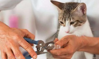猫指甲如何剪 猫指甲剪的方法