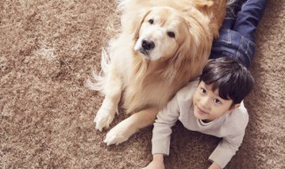 适合家养的中型护卫犬 适合家养的护卫犬有哪些
