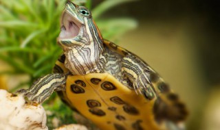 中华龟饲养方法 中华龟饲养方法是什么