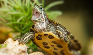 小龟的饲养方法 小乌龟如何养