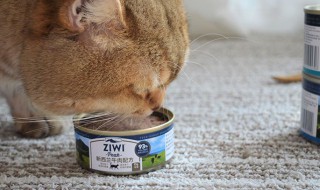 猫罐头一次吃不完如何保存 怎么储存吃不了的猫罐头