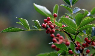 花椒树秋季修剪 修剪方法别做错