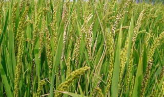 水稻齐穗打啥药 关于农作物生长的病虫防治