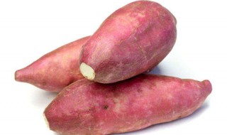 中国最高产红薯品种 给大家介绍三种