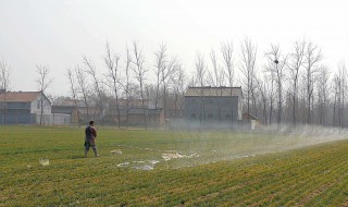 小麦啥时候浇水好 缺水的小麦会如何样