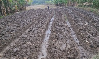 种土豆如何撒草木灰 你想知道吗