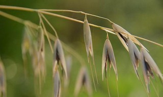 光稃野燕麦介绍 是啥东西