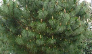 松树育苗及种植方法 简单介绍一下