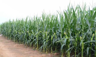 吉林最好的玉米品种 产量高储量大