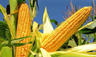 玉米做有机肥的方法 如何用玉米做有机肥