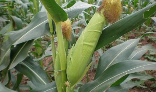 玉米如何种植 简单操作