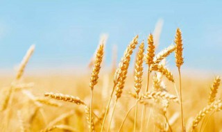 2019山东小麦补贴多少 你知道是多少吗