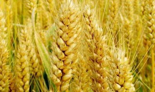 优质小麦品种 哪些小麦品种比较优质